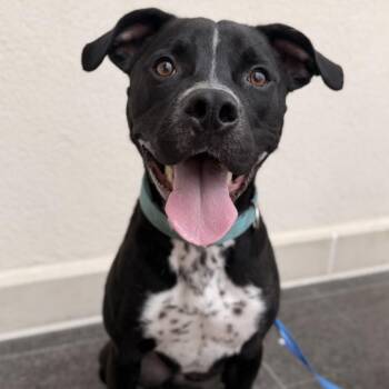 Pit Bull Terrier and Mixed Breed Dogs Available for Adoption in Webster, Texas - Bumble | PetCurious