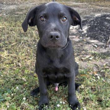 Rescue Mixed Breed Dogs for Adoption in Bryan, Texas - Remington | PetCurious