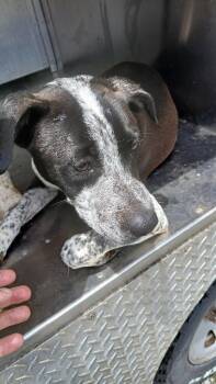 Rover -  Mixed Breed Dog for Adoption in Shelbyville, Tennessee - Rover | PetCurious