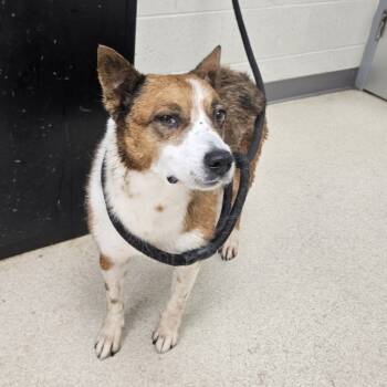 Rescue Cardigan Welsh Corgi and Cattle Dog Dogs for Adoption in Evansville, Indiana - Katty | PetCurious