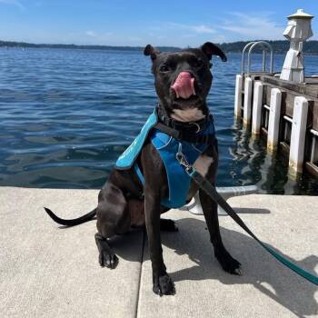 Cora Bean -  Pit Bull Terrier Dog Available for Adoption in Friendswood, Texas - Cora Bean | PetCurious