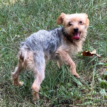 LEAH -  Yorkshire Terrier Dog for Adoption in Chicopee, Massachusetts - LEAH | PetCurious