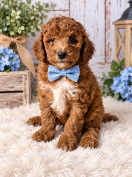 Maverick  -  Goldendoodle Dog for Sale in Farmville, North Carolina - Maverick  | PetCurious