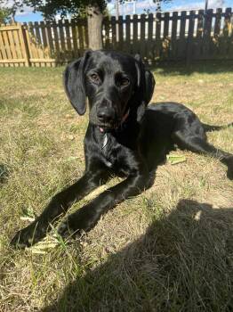 Rescue Labrador Retriever Dogs for Adoption in Lewisville, Indiana - Flop | PetCurious