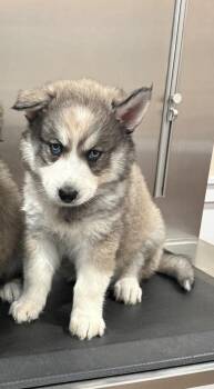 Atlas -  Siberian Husky Dog for Adoption in Harrison City, Pennsylvania - Atlas | PetCurious