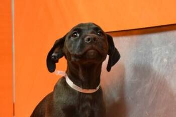 Susie -  Labrador Retriever and Mixed Breed Dog for Adoption in Kansas City, Missouri - Susie | PetCurious