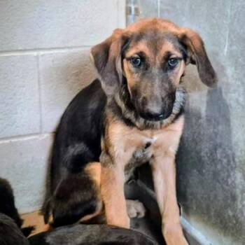 Mixed Breed Dogs Available for Adoption - Snazzy | PetCurious