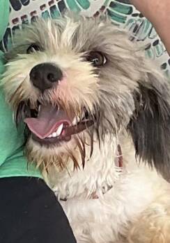 Quita -  Shih Tzu and Maltese Dog for Adoption in Baker, Louisiana - Quita | PetCurious
