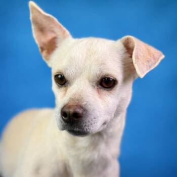 Reese -  Chihuahua Dog for Adoption in Hondo, Texas - Reese | PetCurious
