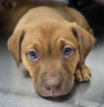 Cordelia -  Boxer Dog for Adoption in Sioux City, Iowa - Cordelia | PetCurious