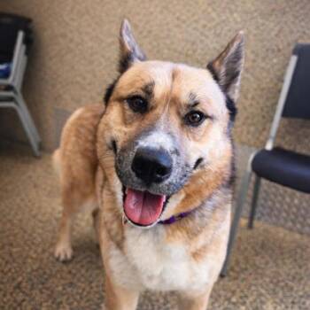 German Shepherd Dog and Mixed Breed Dogs Available for Adoption in Merriam, Kansas - Mimi | PetCurious