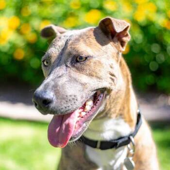 Sophie -  Shepherd and Shar Pei Dog for Adoption in Phoenix, Arizona - Sophie | PetCurious