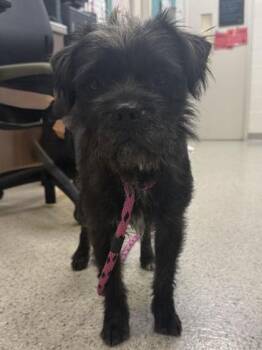 Griffon -  Brussels Griffon and Mixed Breed Dog for Adoption in Fishers, Indiana - Griffon | PetCurious