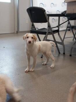 Clyde -  Labrador Retriever and Standard Poodle Dog for Adoption in Beatrice, Nebraska - Clyde | PetCurious