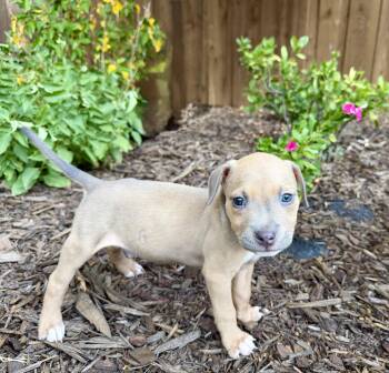 Tucker -  Blue Lacy Dog for Adoption in Plano, Texas - Tucker | PetCurious