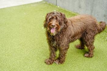 Bruce -  Standard Poodle and Australian Shepherd Dog for Adoption in Bellevue, Washington - Bruce | PetCurious