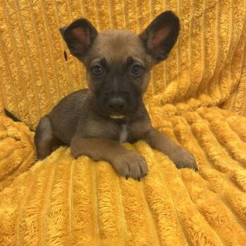 Mozart -  Terrier and Mixed Breed Dog for Adoption in Kanab, Utah - Mozart | PetCurious