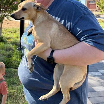 Chihuahua and Dachshund Dogs Available for Adoption in Asher, Oklahoma - Foxey | PetCurious