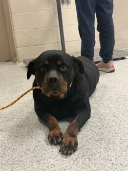 Rottweiler and Mixed Breed Dogs Available for Adoption in Conroe, Texas - LOBA | PetCurious