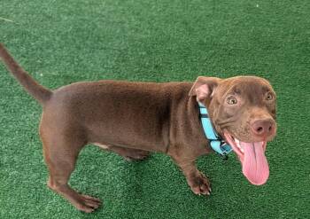 Herbert-6 mo old-1/2 off Adoption Fee in August! -  Dachshund and Labrador Retriever Dog for Adoption in Fort Myers, Florida - Herbert-6 Mo Old-1/2 Off Adoption Fee In August! | PetCurious