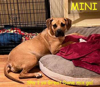 Mini -  Great Dane Dog for Adoption in Jerome, Idaho - Mini | PetCurious