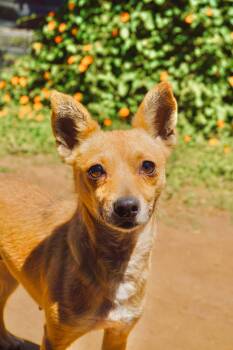 Margarita -  Chihuahua Dog for Adoption in San Diego, California - Margarita | PetCurious