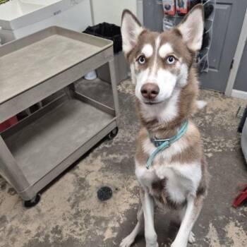 Husky Dogs Available for Adoption - Harley | PetCurious