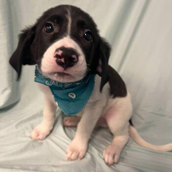 Mixed Breed Dogs Available for Adoption in Canal Winchester, Ohio - Bob Ross | PetCurious