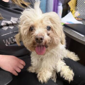 Rescue Lhasa Apso Dogs for Adoption in Northbrook, Illinois - Daisy | PetCurious