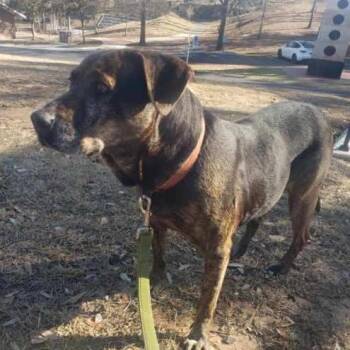 Plott Hound and Mixed Breed Dogs Available for Adoption in Lucedale, Mississippi - JANIE | PetCurious