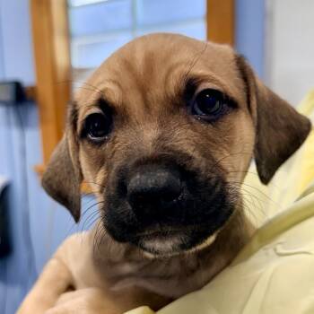 Puppy 5 -  Mixed Breed Dog for Adoption in Redwood Valley, California - Puppy 5 | PetCurious