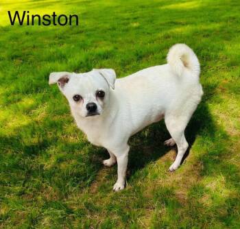Rescue Chihuahua Dogs for Adoption in Eloise, Florida - Winston | PetCurious