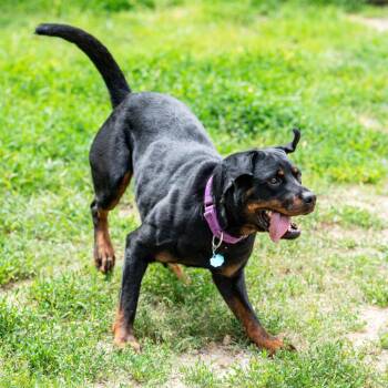 Mocha -  Rottweiler Dog for Adoption in Kennebunk, Maine - Mocha | PetCurious