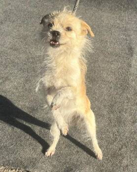 Poodle and Chihuahua Dogs Available for Adoption - Banana | PetCurious