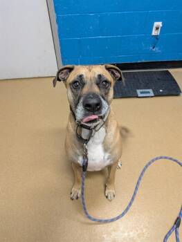 Rescue Boxer and Rhodesian Ridgeback Dogs for Adoption in St. Peters, Missouri - SCOOBY DUKE | PetCurious