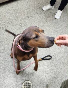 Pina Colada -  Mixed Breed Dog for Adoption in Van Wert, Ohio - Pina Colada | PetCurious