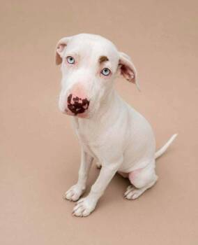 Capri -  Mixed Breed Dog for Adoption in Statesboro, Georgia - Capri | PetCurious