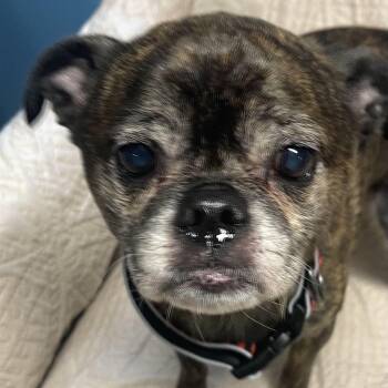 Murphy -  Pug Dog for Adoption in Sunderland, Maryland - Murphy | PetCurious