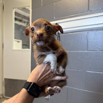 TUSC-Stray-85896_2_3 -  Chihuahua and Dachshund Dog for Adoption in Tuscaloosa, Alabama - TUSC-Stray-85896_2_3 | PetCurious