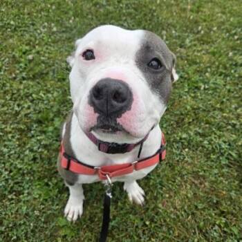 Venus -  Mixed Breed Dog for Adoption in Dubuque, Iowa - Venus | PetCurious
