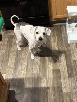 Rescue Poodle and Terrier Dogs for Adoption in Middlesex, North Carolina - PeeWee | PetCurious