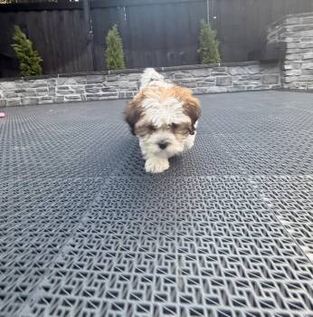 Timmy 2144 -  Shih Tzu and Bichon Frise Dog for Adoption in Aurora, Colorado - Timmy 2144 | PetCurious