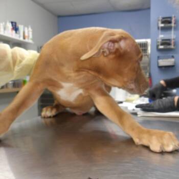 Roy Pup 5 -  Doberman Pinscher and Terrier Dog for Adoption in Marble, North Carolina - Roy Pup 5 | PetCurious