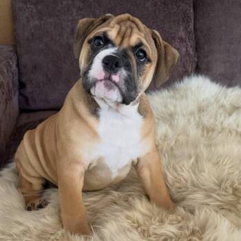 Miley -  English Bulldog and American Bully Dog for Adoption in Las Vegas, Nevada - Miley | PetCurious