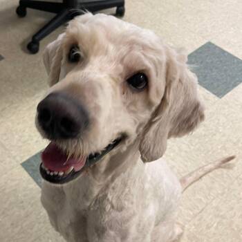 Barnabus -  Mixed Breed Dog for Adoption in Stratford, Connecticut - Barnabus | PetCurious