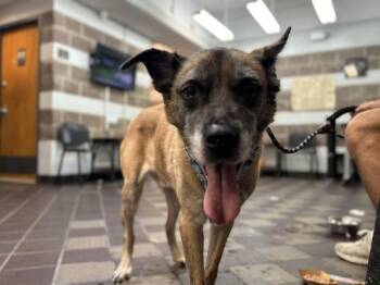 Chief -  Mixed Breed Dog for Adoption in New York, New York - Chief | PetCurious