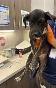 MATILDA -  Labrador Retriever and Pit Bull Terrier Dog for Adoption in Baytown, Texas - MATILDA | PetCurious
