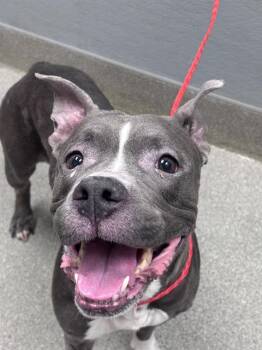 BLU-DREAM -  Pit Bull Terrier Dog for Adoption in Las Vegas, Nevada - BLU-DREAM | PetCurious