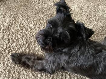 Rescue Miniature Schnauzer Dogs for Adoption in Fanwood, New Jersey - Linus | PetCurious