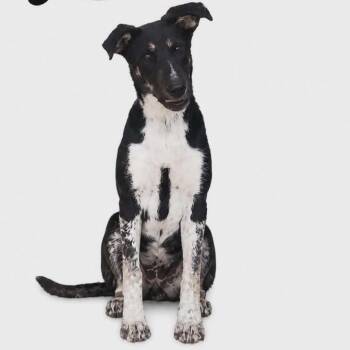 Australian Cattle Dog Blue Heeler and Mixed Breed Dogs Available for Adoption in Parker, Colorado - 560 (2026) Lola | PetCurious